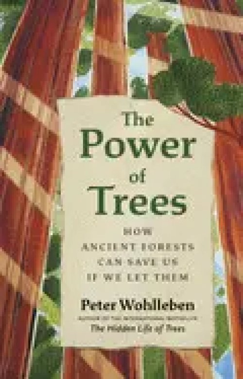 The Power Of Trees